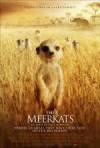 Get and dwnload documentary genre muvy trailer «The Meerkats» at a cheep price on a super high speed. Place some review about «The Meerkats» movie or read other reviews of another persons.