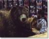 The photo image of Brody the Bear, starring in the movie "Grizzly Park"