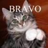 The photo image of Bravo, starring in the movie "The Lovely Bones"