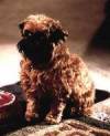 The photo image of Jill the Dog, starring in the movie "As Good as It Gets"